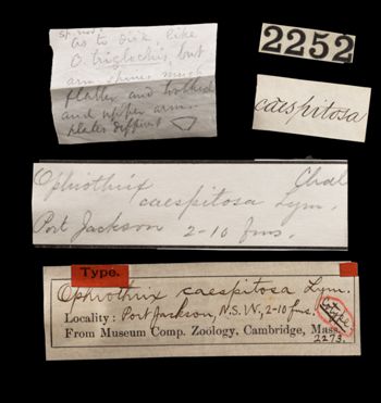 Media type: image;   Invertebrate Zoology OPH-2273 Aspect: labels